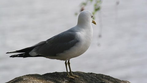 IMG_0650.jpg