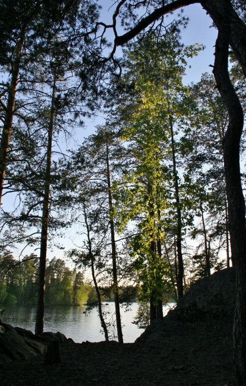 IMG_7234.jpg